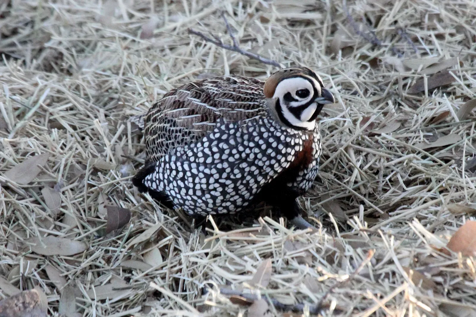 Montezuma Quail (Flickr: Montezuma Quail (Cyrtonyx montezumae), CC BY-SA 2.0)