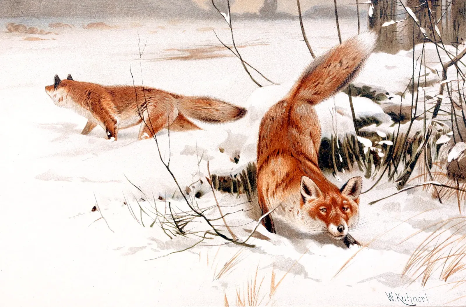 Red Foxes Exploring Suburbs Near Indianapolis and St Louis (The royal natural history, Public domain)