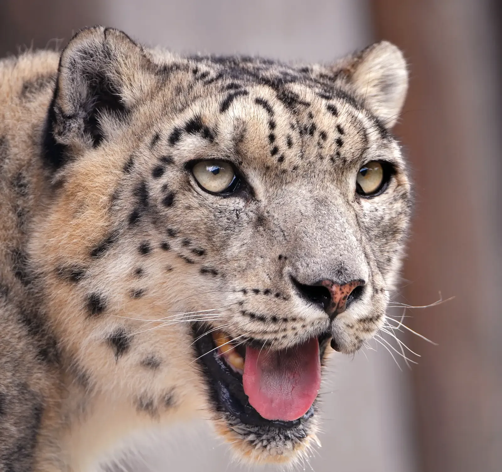 A Ghost Worth Fighting to Keep (originally posted to Flickr as Happy snowkitty, CC BY-SA 2.0)