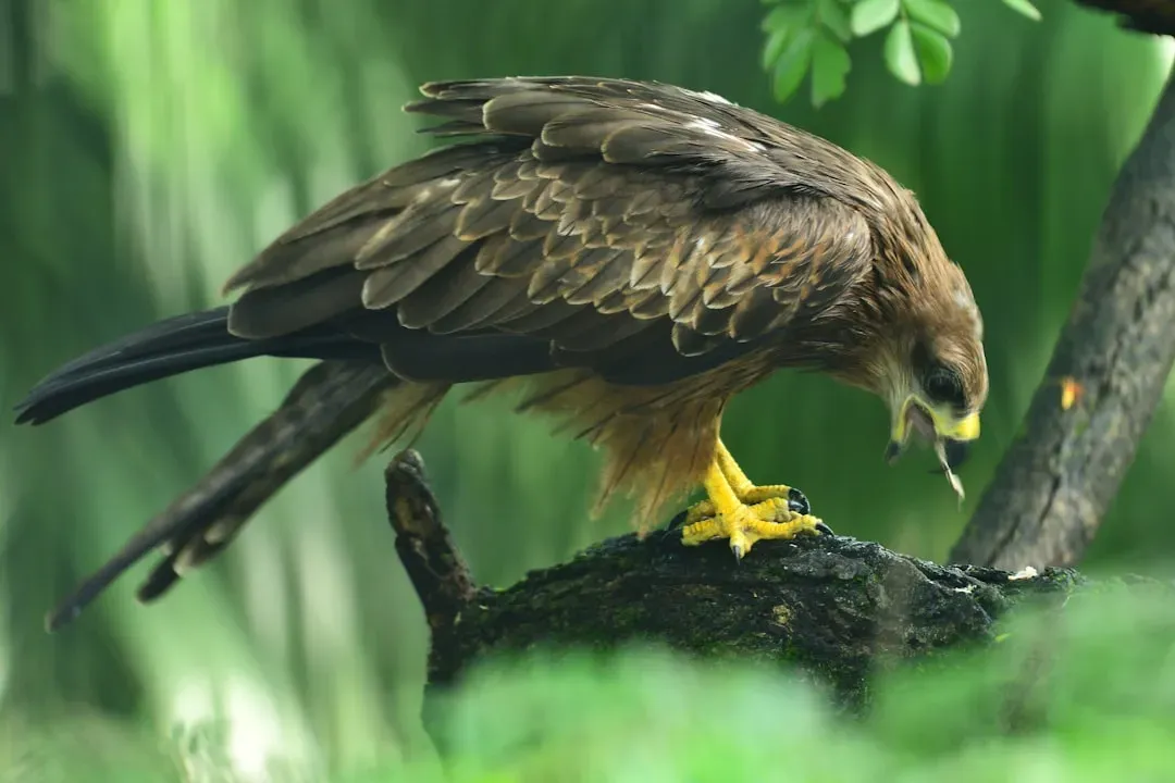 It's One of the Largest Eagles in the World (Image Credits: Unsplash)