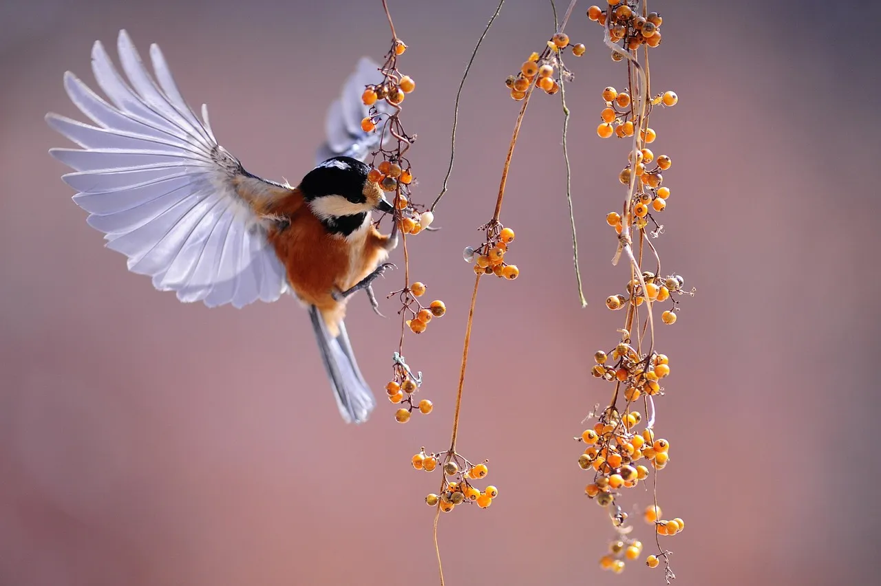 17. Pay Attention and Adapt to the Birds That Actually Show Up (Image Credits: Pixabay)