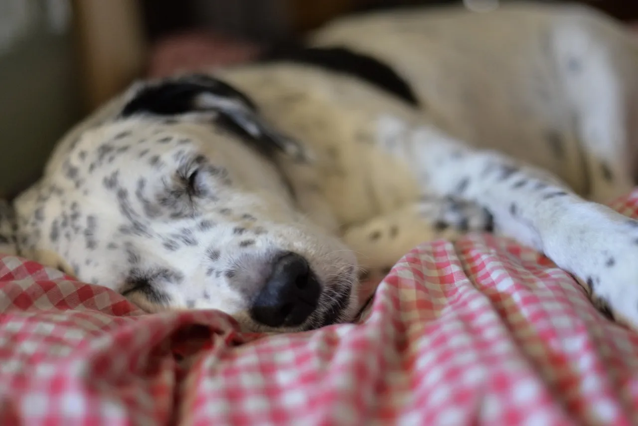 #1 - The 4 PM Nap That's Actually a Red Flag (Image Credits: Pixabay)
