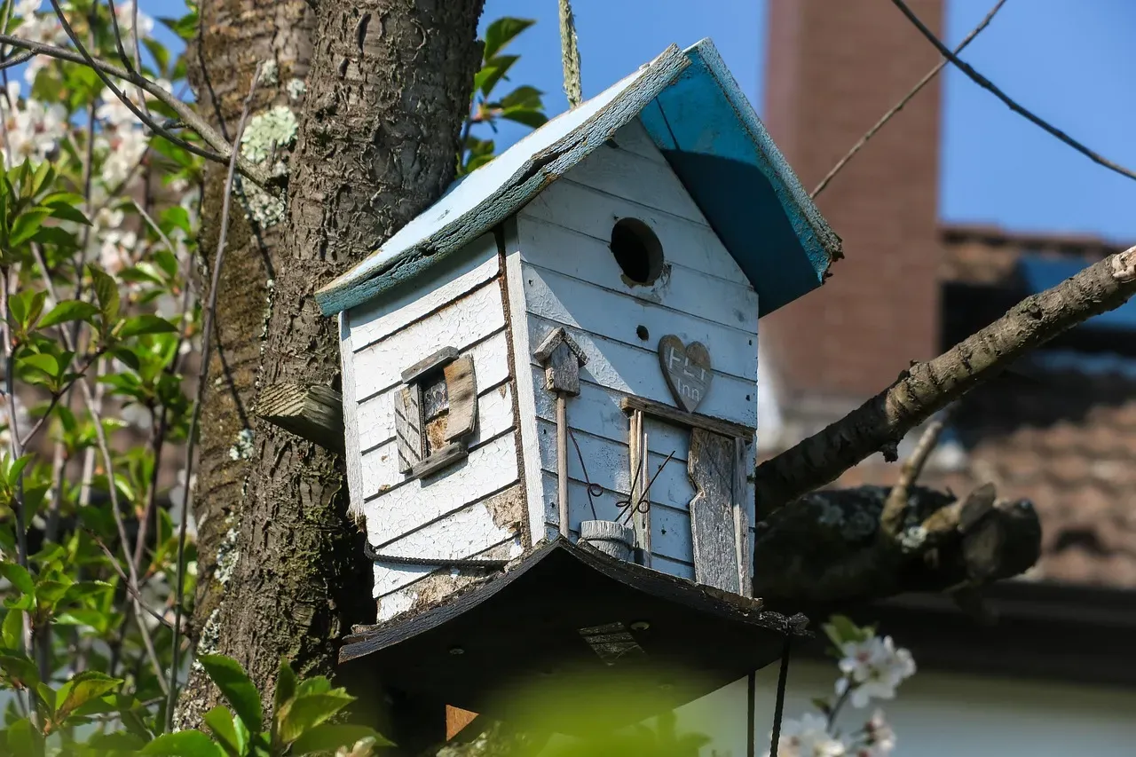 6. Install Nesting Boxes and Support Wildlife Reproduction (Image Credits: Pixabay)