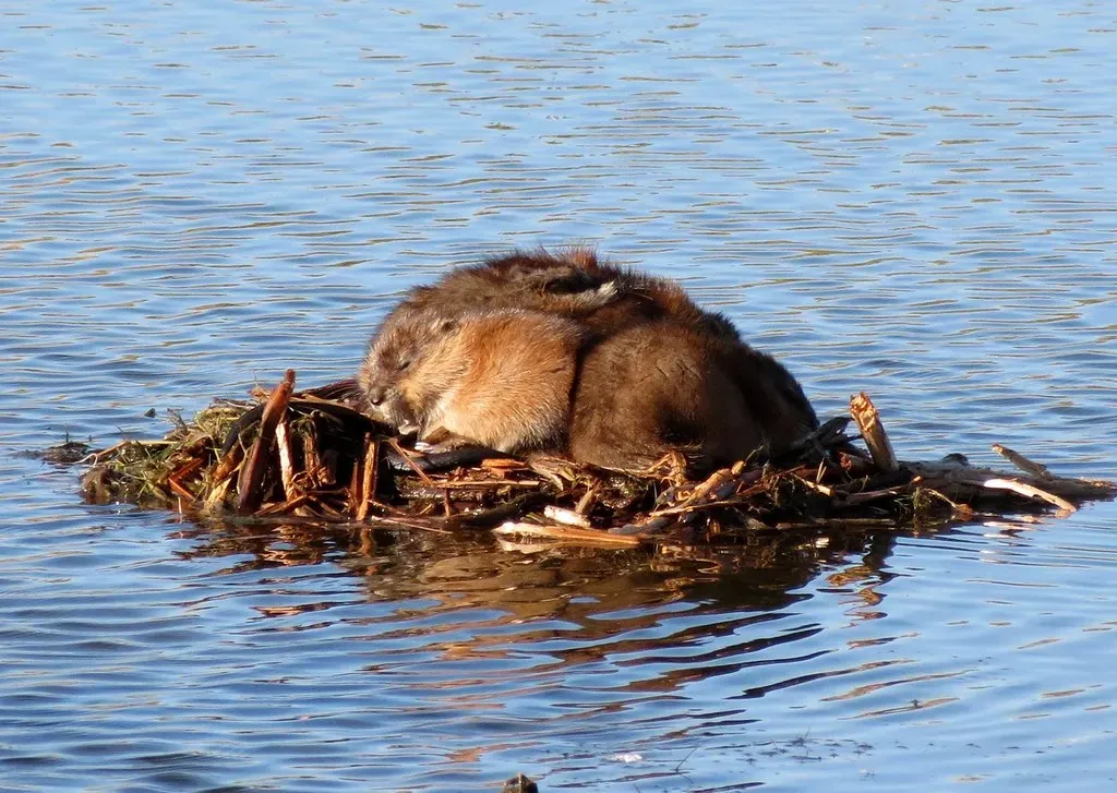 They Can Reshape an Entire Wetland Landscape (Image Credits: Flickr)