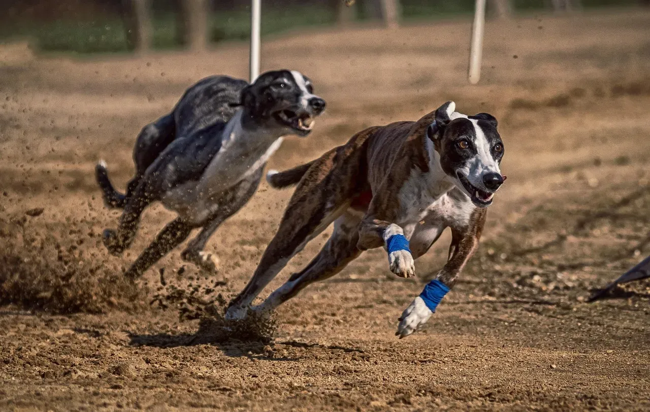 17. Greyhound: Speed Is the Problem (Image Credits: Pixabay)