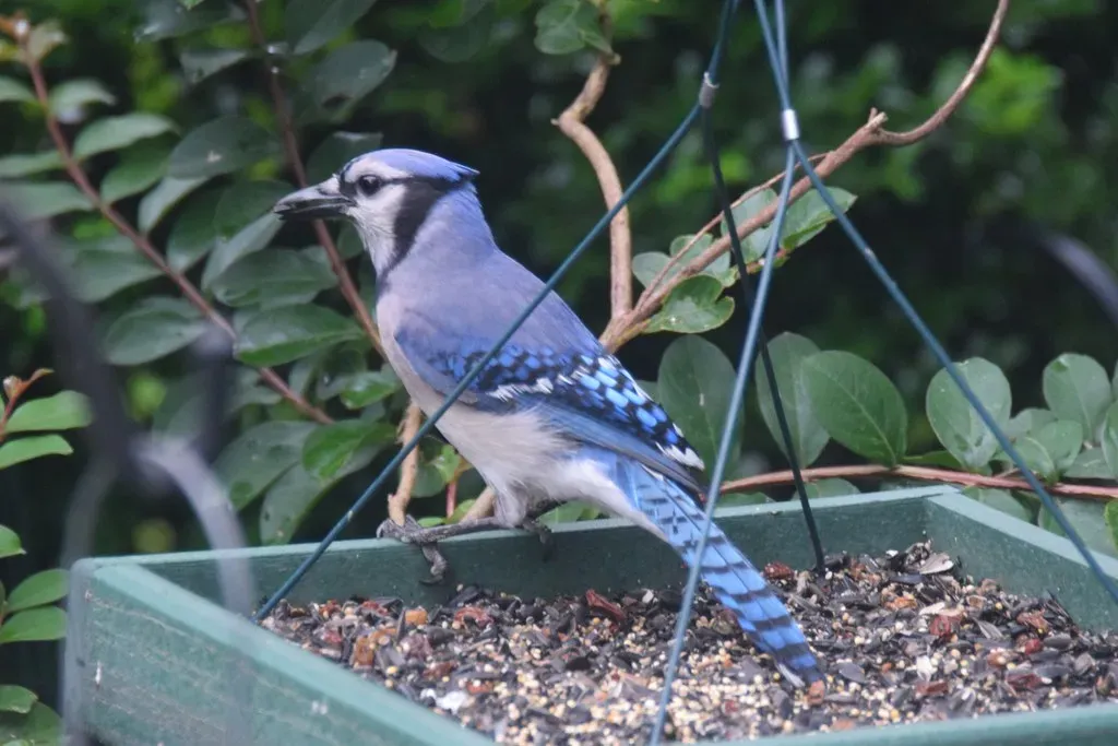 Seasonal Shifts in Behavior (Tobyotter, Flickr, CC BY 2.0)