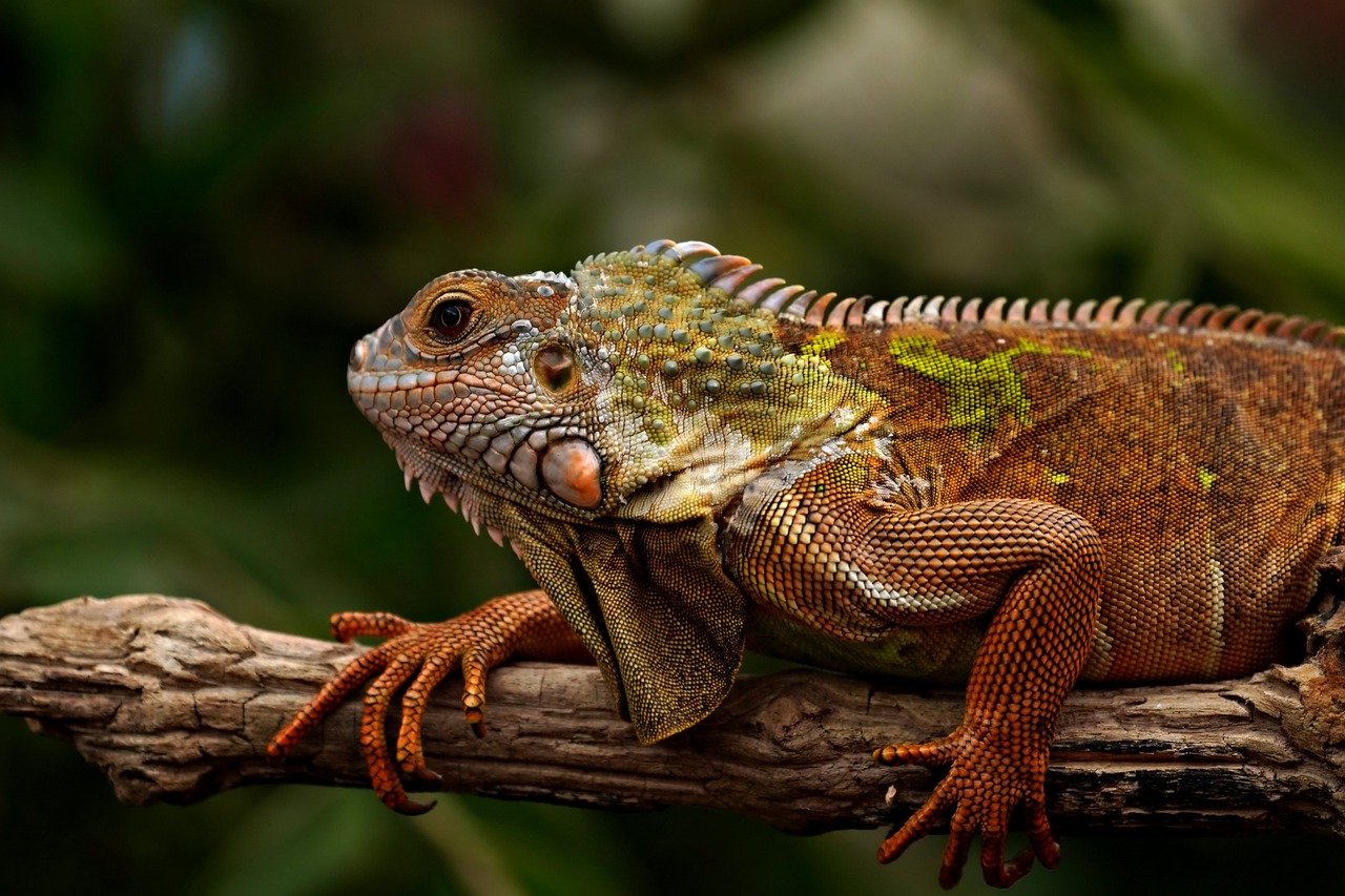 #9 Bearded Dragons - Reptilian Companions with Surprising Personalities (Image Credits: Pixabay)