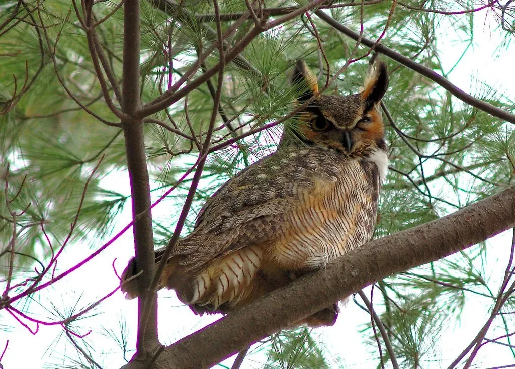 Great Horned Owl: The Nighttime Apex Predator (Image Credits: Flickr)