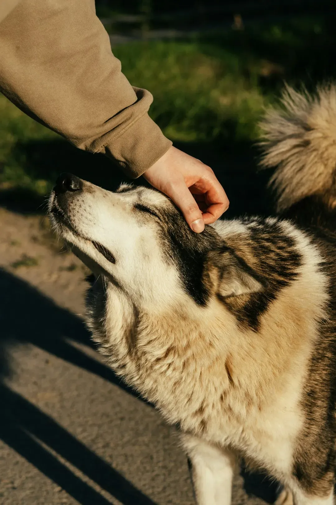 8. Offers Unwavering Loyalty (Image Credits: Unsplash)