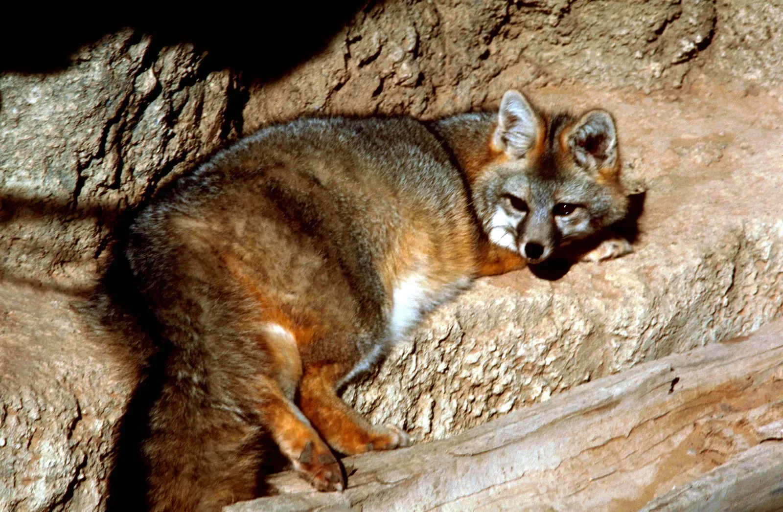 Semi-Retractable Claws Give Them A Climbing Advantage (Image Credits: Wikimedia)