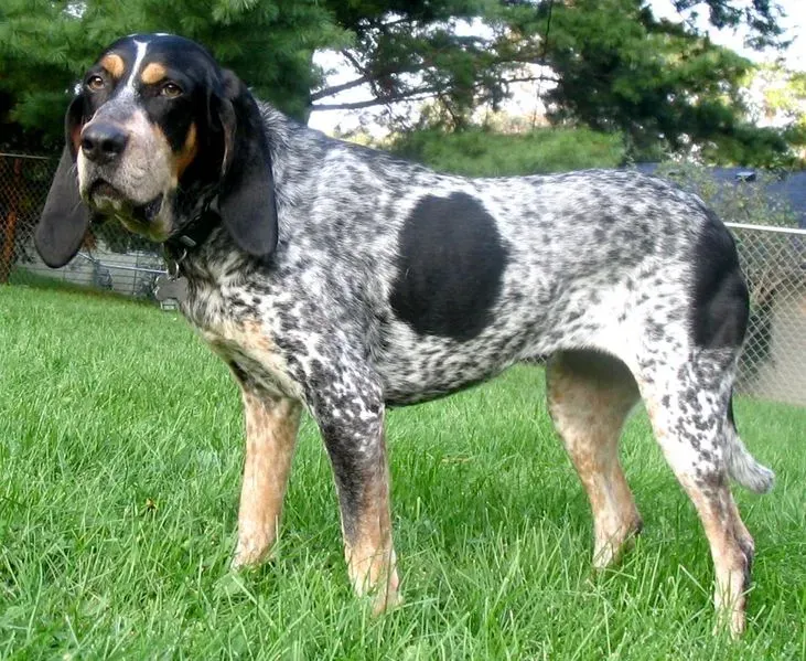 #14. Coonhound (Public domain)