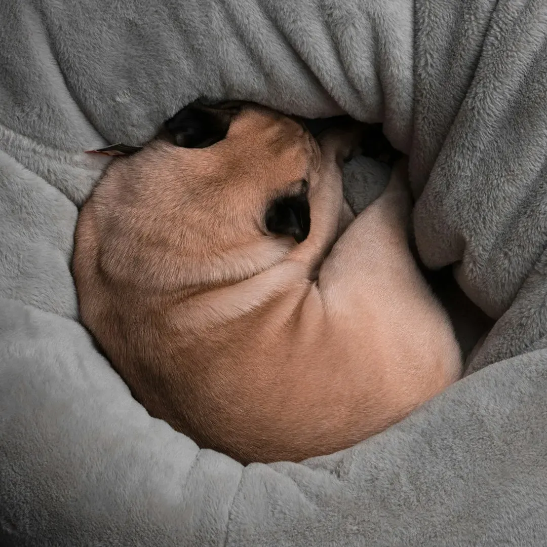 Temperature Regulation and Body Heat Conservation (Image Credits: Unsplash)