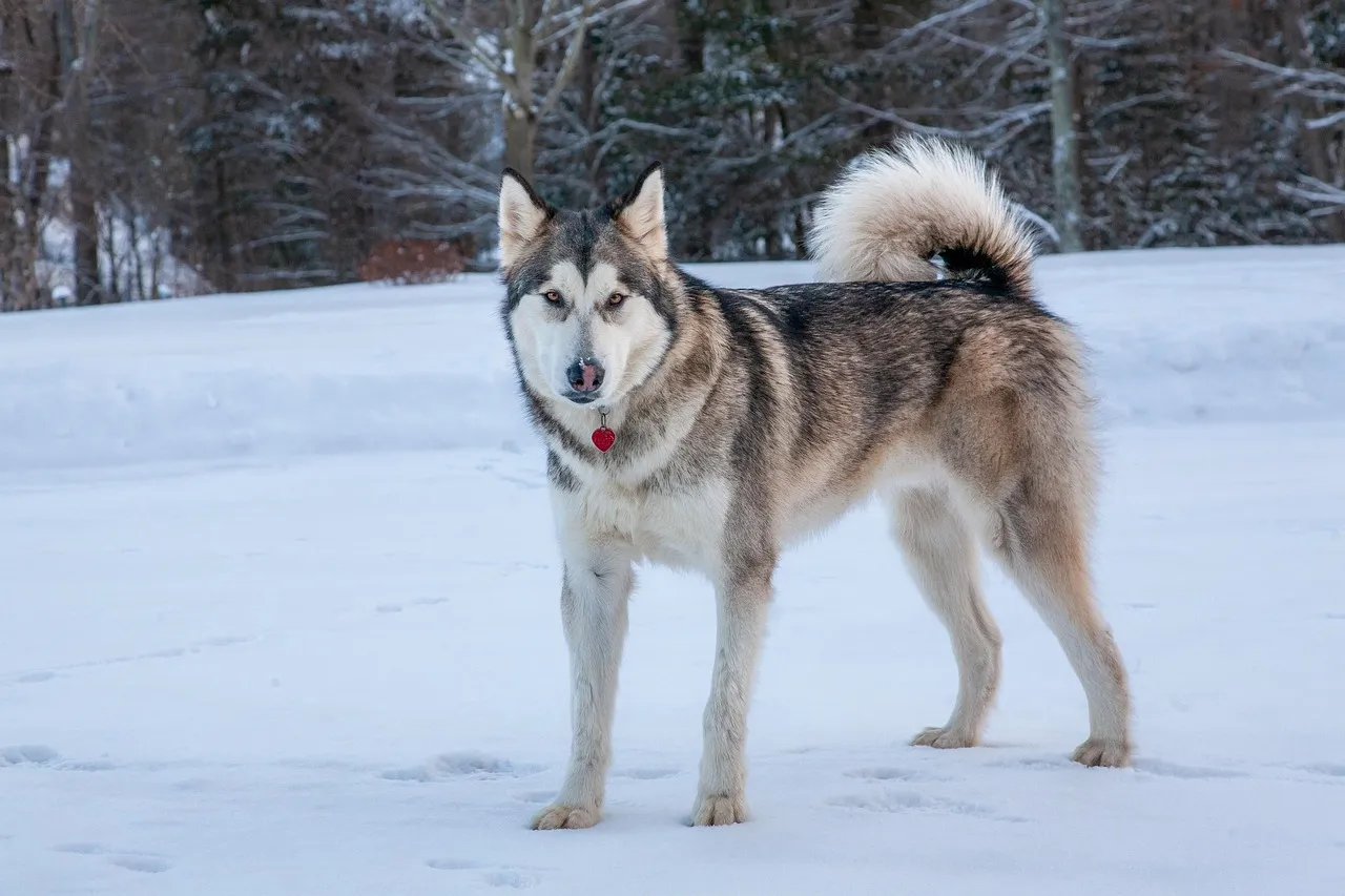 35. Alaskan Malamute: Loves the Chill, Hates the Couch (Image Credits: Pixabay)