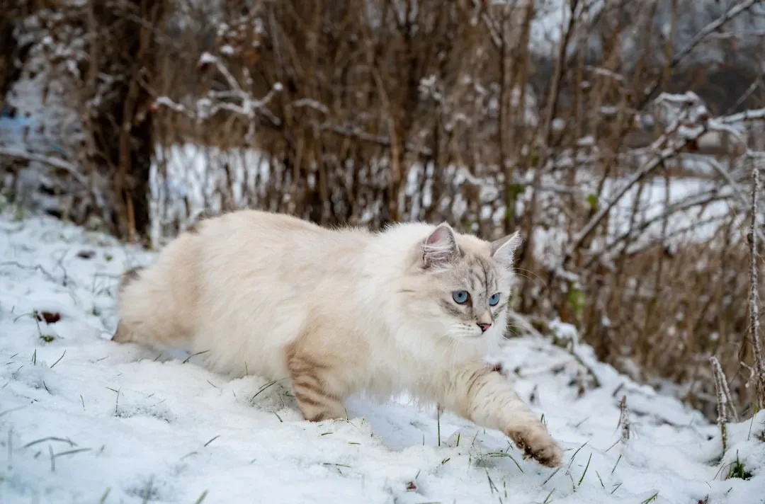 10. Siberian (Image Credits: Unsplash)