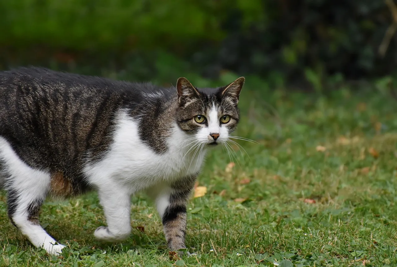 #12 - Tripod Cats: Heroes Treated Like Damaged Goods (Image Credits: Pixabay)