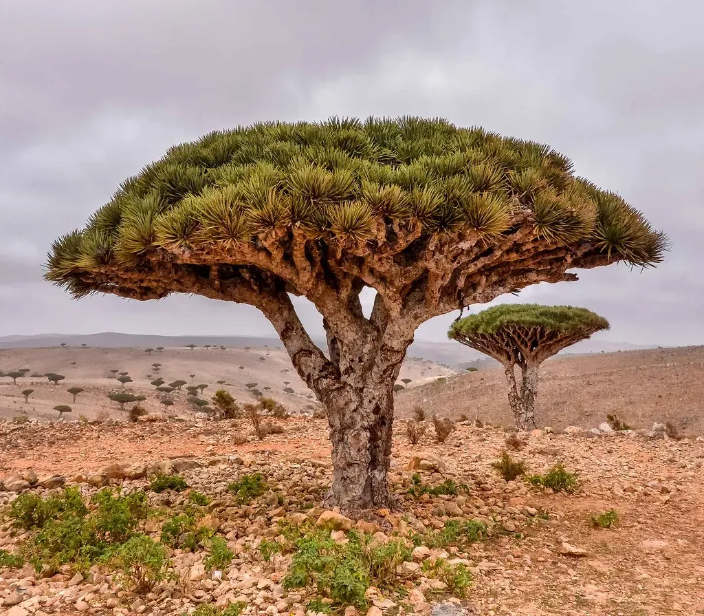 #2. Socotra Island, Yemen - Earth's Most Alien Landscape (Rod Waddington, Flickr, CC BY-SA 2.0)