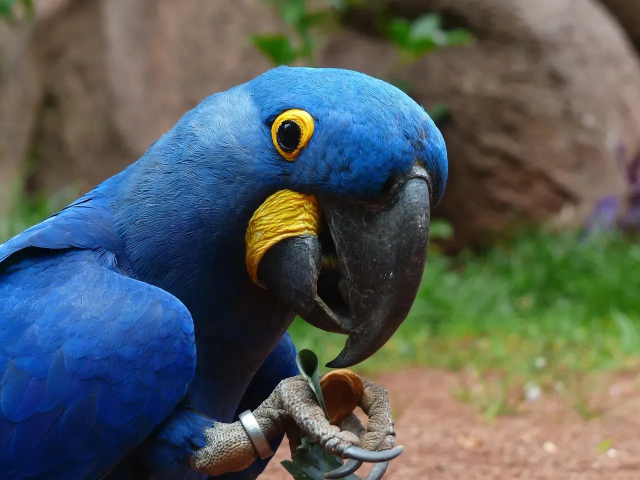11. The Spix's Macaw: The