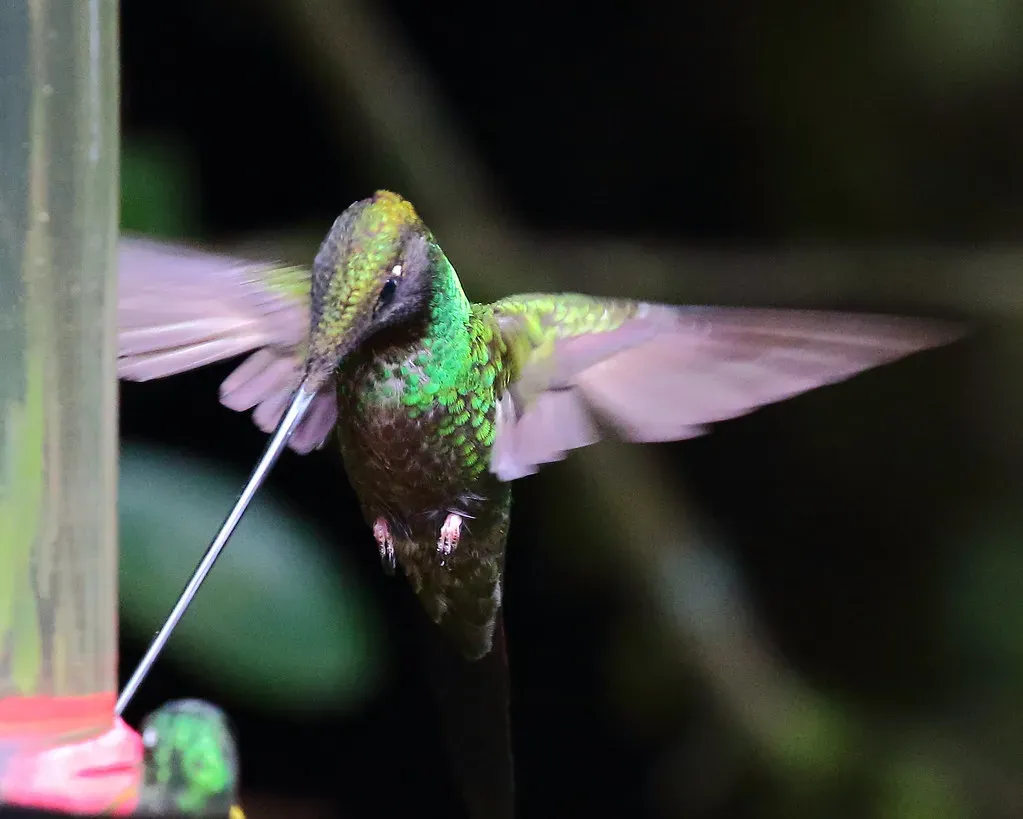 The Sword-billed Hummingbird: The Bird With a Bill Longer Than Its Body (ryanacandee, Flickr, CC BY 2.0)