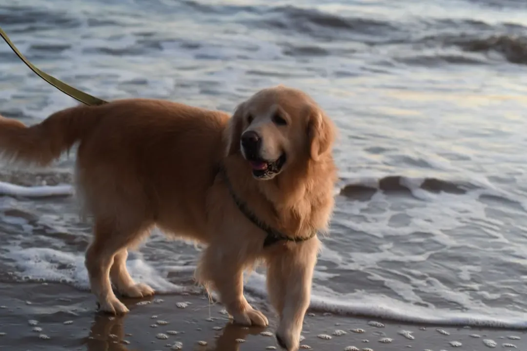 Golden Retriever: Born for Water and Sunshine (Image Credits: Unsplash)