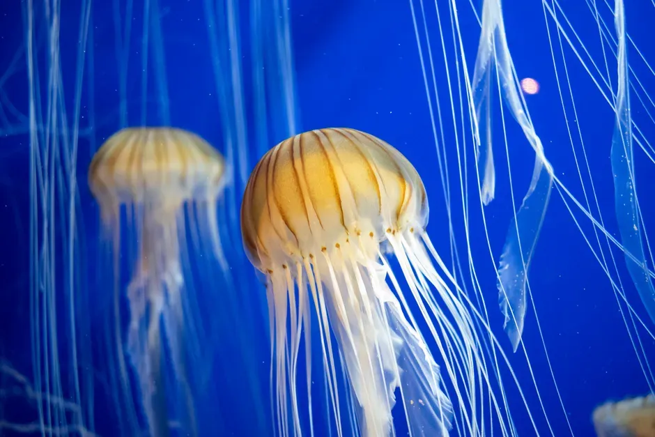 What Half a Billion Years of Survival Actually Means (Image Credits: Pexels)
