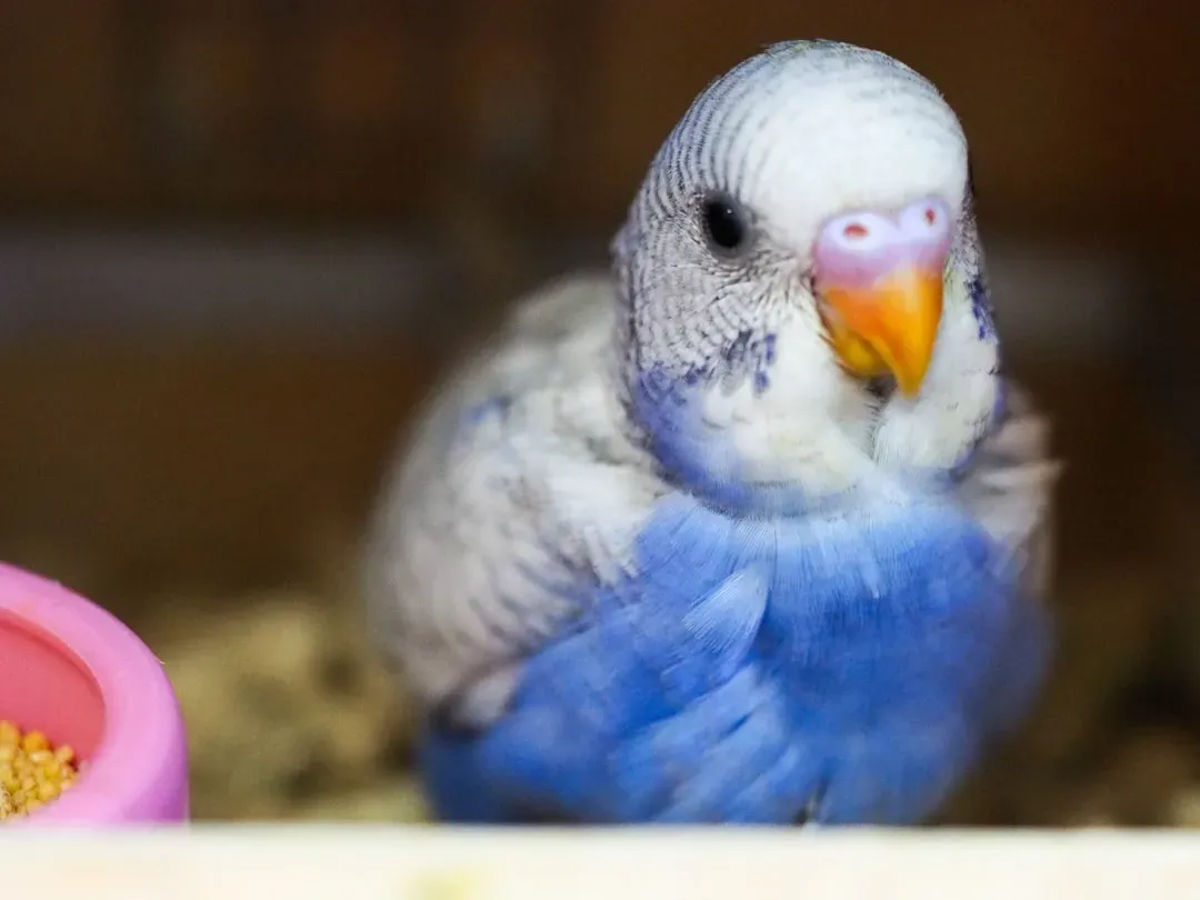 Chirps, Tweets, and Clicks from Birds and Small Pets (Image Credits: Unsplash)