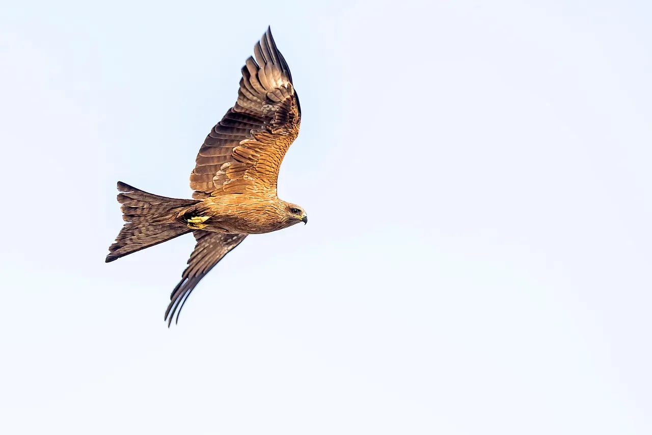 Golden Eagle: The Wilderness Warrior (Image Credits: Pixabay)