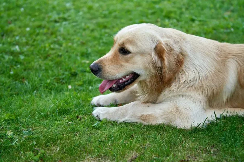 #1. Golden Retriever (Image Credits: Pexels)