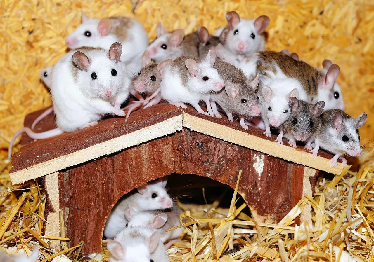 Mice Show Compassion By Attempting to Revive Unconscious Friends (Image Credits: Pixabay)