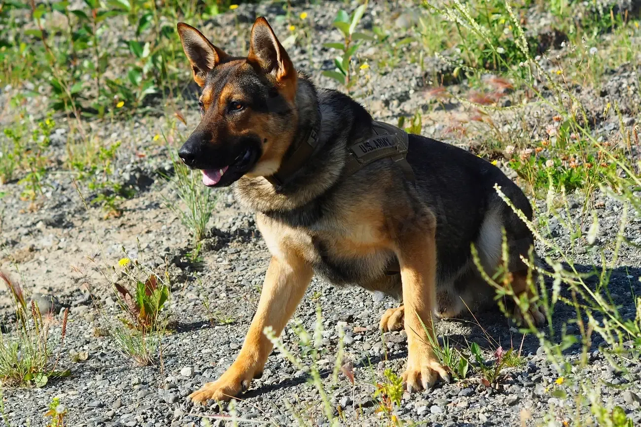 #5 - German Shepherd (Image Credits: Rawpixel)