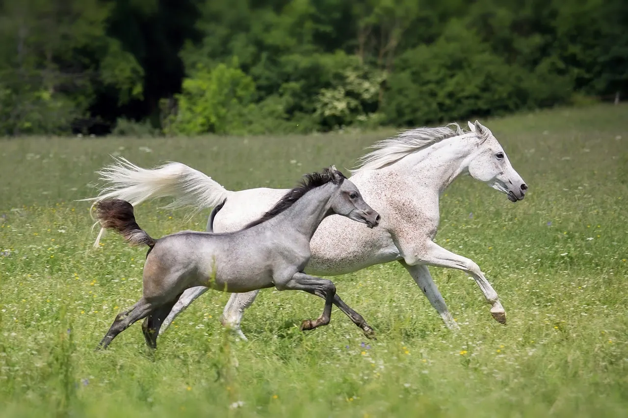 #2 Arabian (Image Credits: Pixabay)