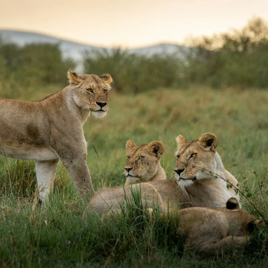 4. Lionesses Synchronize Births (Image Credits: Unsplash)