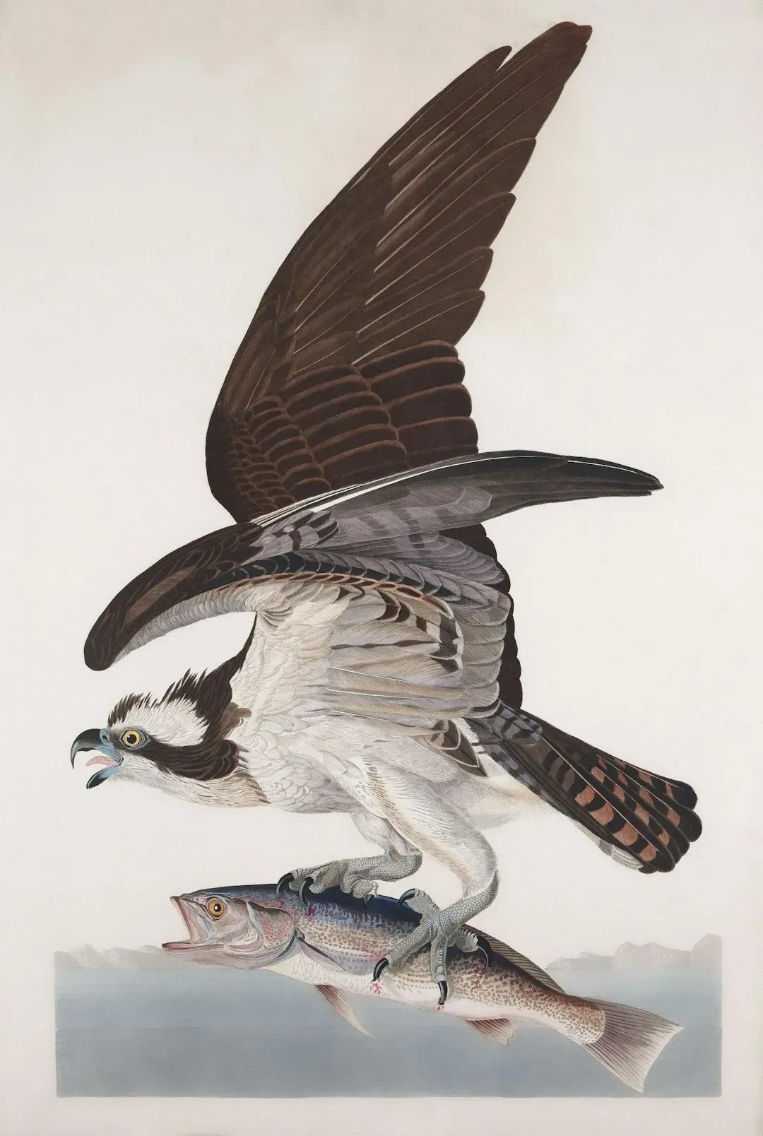 Aquarius: The Innovative Hippogriff (Image Credits: Unsplash)