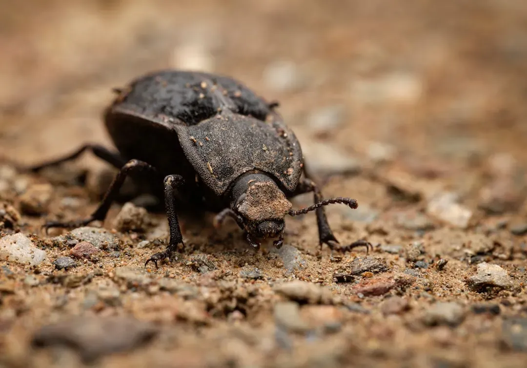2. Ground Beetles: The Nocturnal Hunters Nobody Notices (Image Credits: Unsplash)