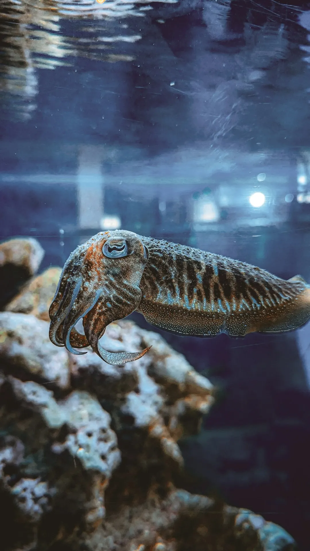Why Cuttlefish Patience Should Change How We Treat Animals (Image Credits: Unsplash)