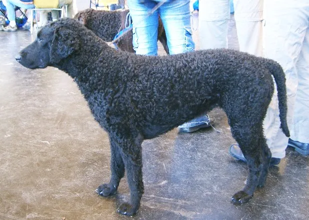 #6 Curly-Coated Retriever: Mistaken For a Poodle Mix, Vanishing Anyway (CC BY-SA 3.0)