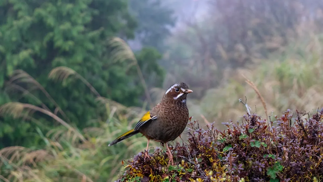 #2 - Wood Thrush: The Backyard Flute Song Growing Fainter (Image Credits: Unsplash)