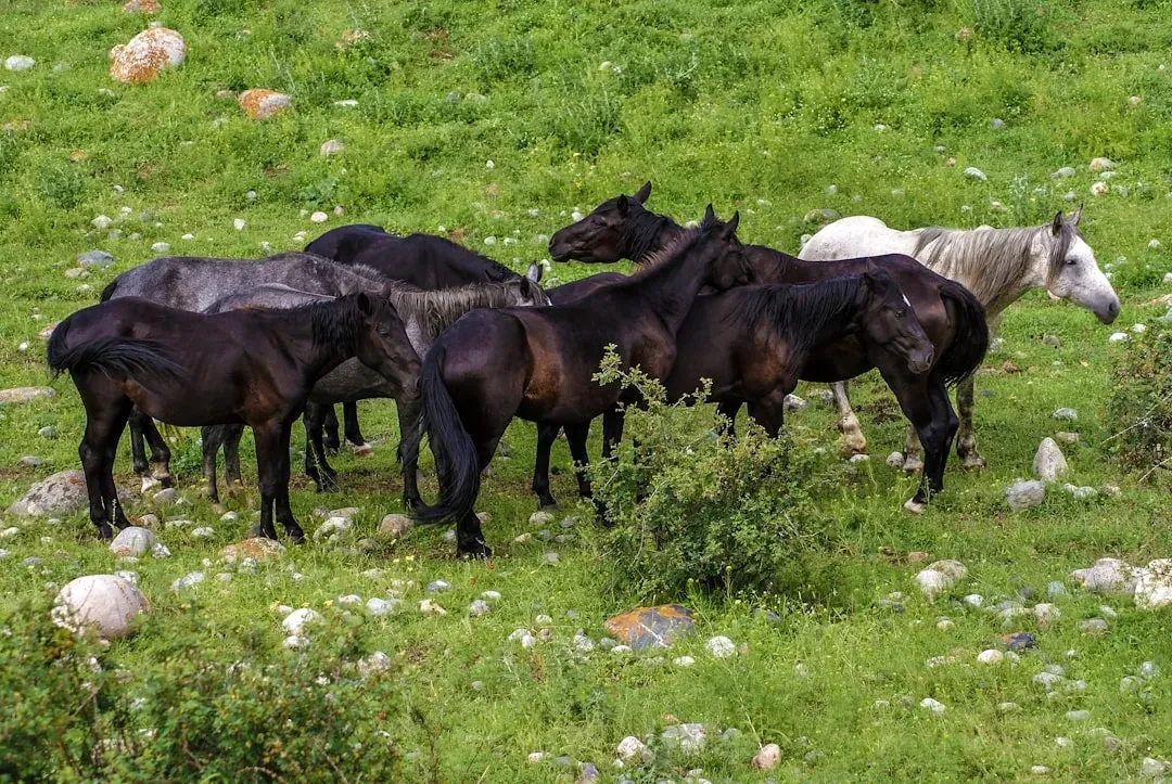6. A Mustang Herd Is Run More by Mares Than by Stallions (Image Credits: Unsplash)