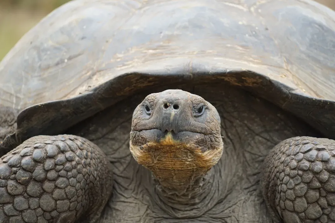Jonathan the Tortoise and the Astonishing Age of Giants (Image Credits: Unsplash)