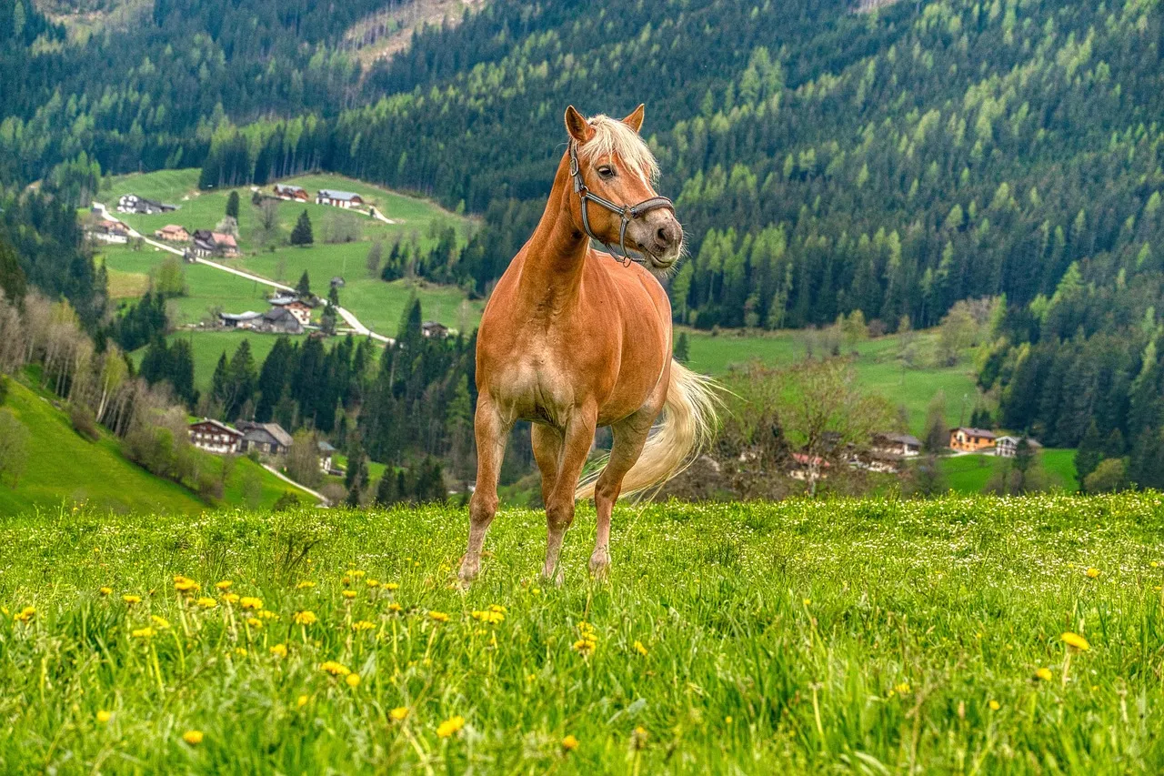 #1 - Young, Green Horse of Any Breed: The Ultimate Beginner Trap (Image Credits: Pixabay)