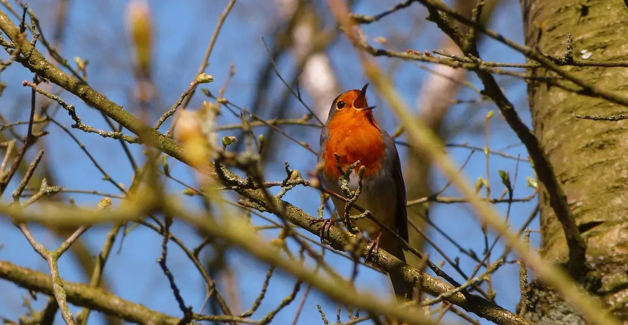 Keep Everything Clean to Protect the Birds You've Attracted (Image Credits: Pixabay)