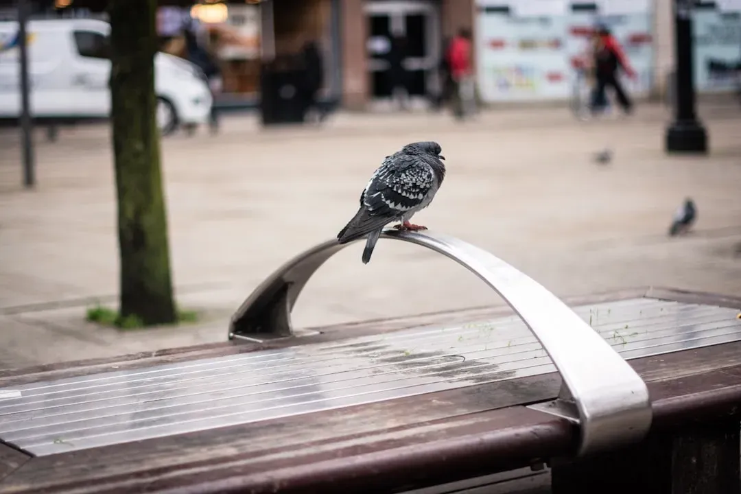 Behavioral Flexibility: The Ultimate Urban Survival Skill (Image Credits: Unsplash)