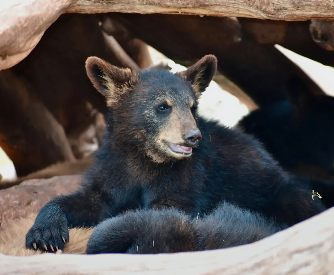 Cubs Are Born Almost Impossibly Tiny (Image Credits: Unsplash)