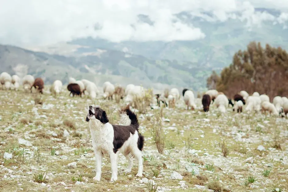Aries (Image Credits: Pexels)