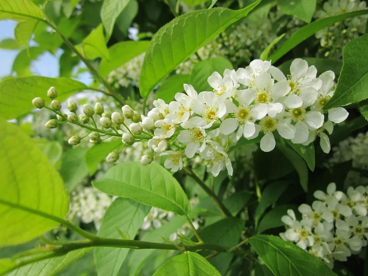 #5 - Hackberry (Celtis occidentalis): The Underrated Bird Magnet (Image Credits: Pixabay)