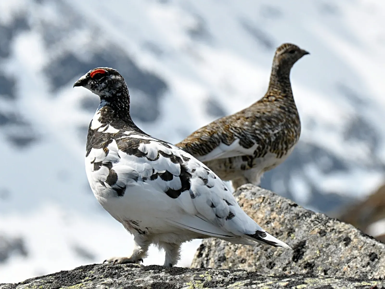 Rock Ptarmigan: Three-Time Yearly Transformer (By Jan Frode Haugseth, CC BY-SA 3.0)