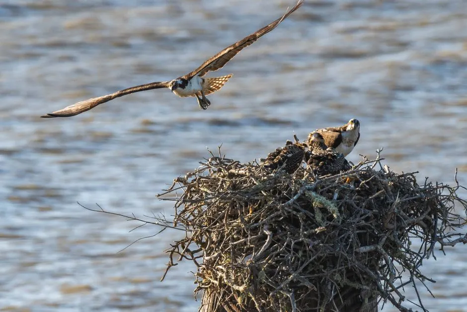 Targeting Shallow Zones, Drop-offs, and Color Changes (Image Credits: Pexels)
