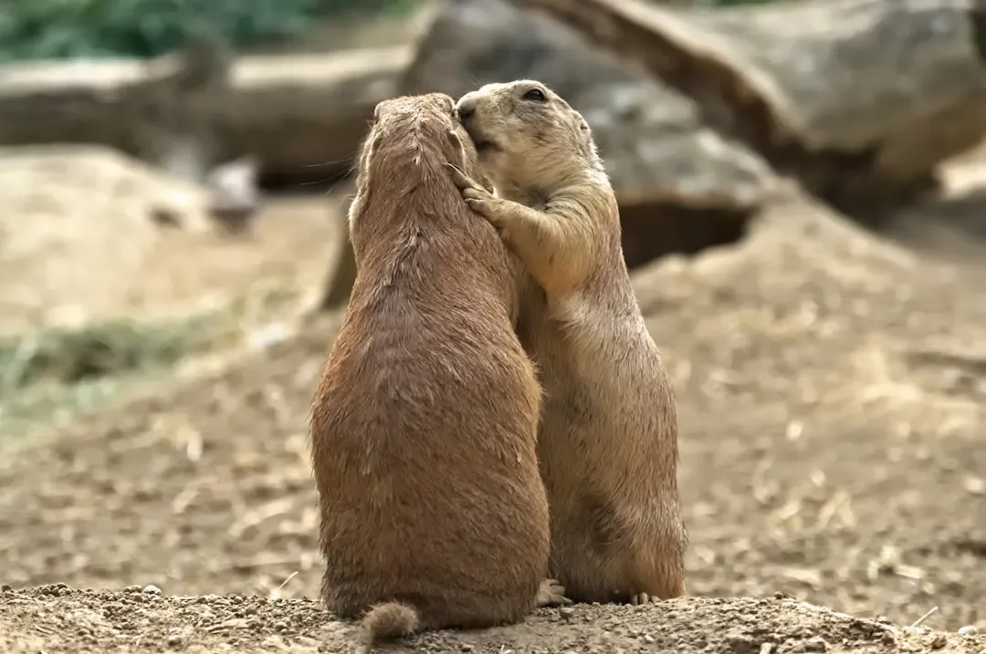They Greet Each Other With a "Kiss" (Image Credits: Unsplash)