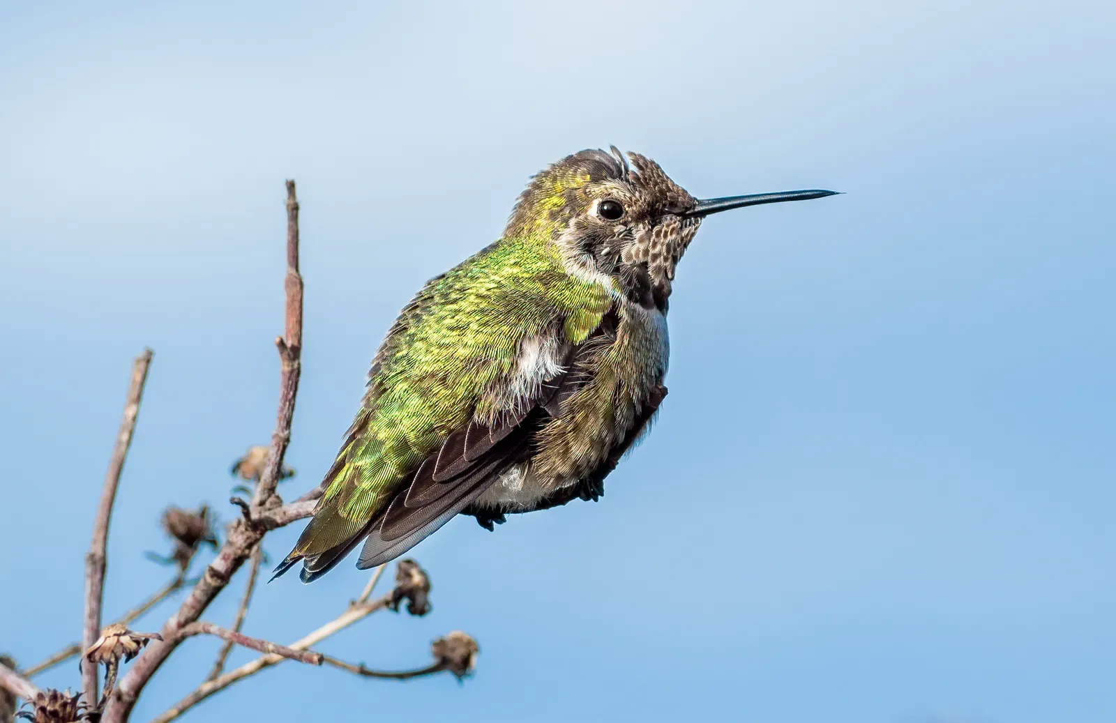 12. Perches Are a Surprisingly Important Addition (By Rhododendrites, CC BY-SA 4.0)