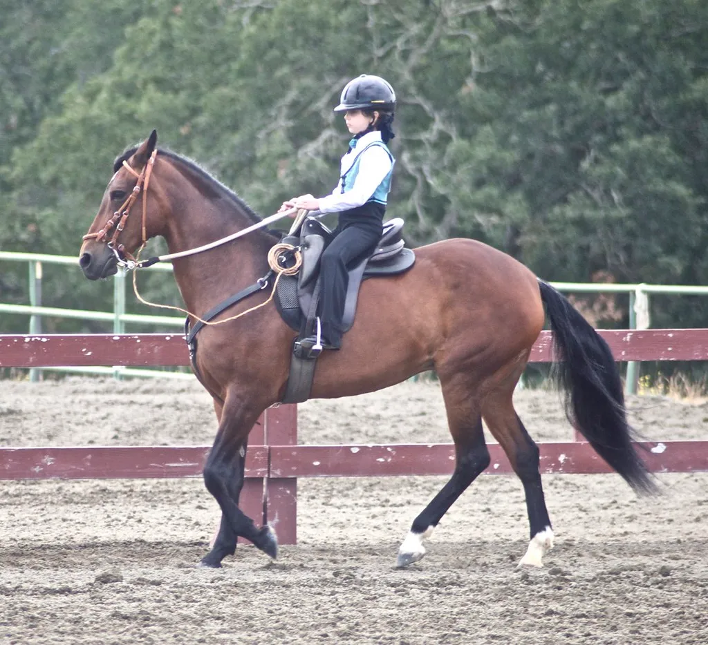 #11 - Paso Fino & Other Ultra-Gaited Hotbloods (Just chaos, Flickr, CC BY 2.0)