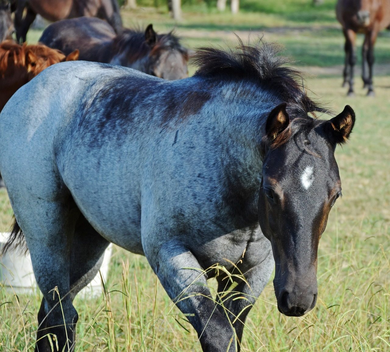 Nokota Horse (Image Credits: Pixabay)